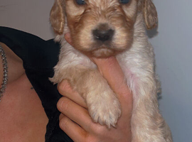 Cockapoo Puppies