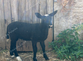 Zwartble ewe lamb