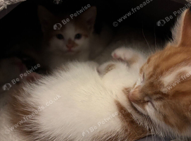 Lovely kittens available now