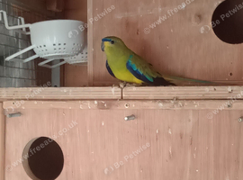 Blue wing elegance proven pair.
