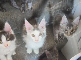 TICA REGISTERED STUNNING KITTENS