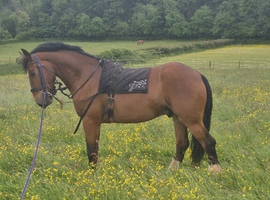 Shire cob gelding heavy horse part loan