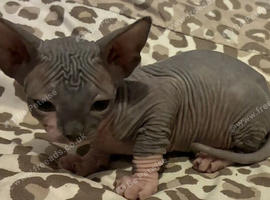 Blue and cream Canadian sphynx