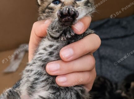 Mainecoon x bengal kittens
