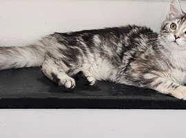 Maine Coon Champion bloodlines
