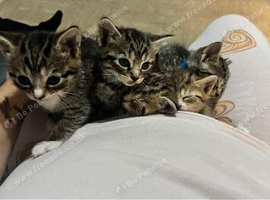 6 week old female kitten