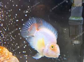 Female Santa parrot fish egg layer