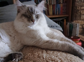 Handsome Blue Tabby Lynx Ragdoll