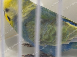RING NUMBER 01 RAINBOW COCK RED RING 2024 BRED