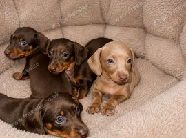 True to Type Miniature Dachshund Puppies &ndash; Forever Homes Wanted