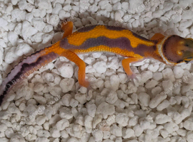 Mixed morph leopard geckos