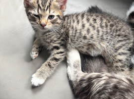 Bengal Maine coon cross kittens