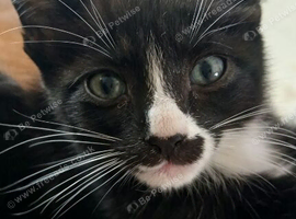 2 left!!!Siamese x Maine Coon Kittens.