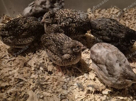 Button quail young