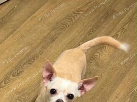 BRIE the chihuahua