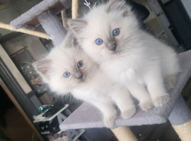 Open to offers adorable ragdoll kittens