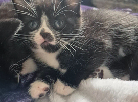 5 kittens