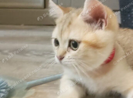 Must view Inteligent Golden British Short hair kitten Girl