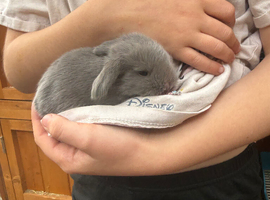 4 Pure Mini Lops Lilac & blue