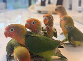 Silly Tame Lovebird Chicks