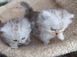 2 beautiful British long hair cross chinchilla kittens