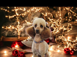 KC EXTENSIVELY HEALTH TESTED RED POODLEs