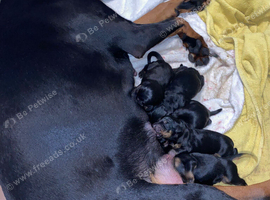 Doberman puppies
