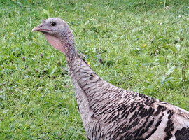 Turkey Hen for sale