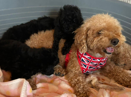 Toy poodles ready to go to there new loving homes