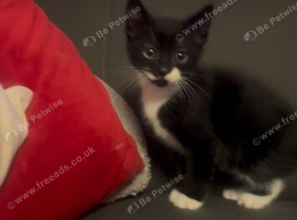 Social Black and white kitten