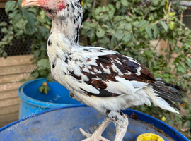 Aseel Asil stag for sale