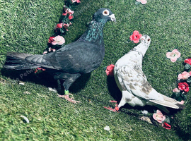 Colour racing pigeons