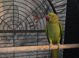 Young Ringneck