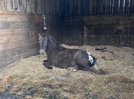 Dartmoor Hill pony for sale