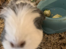 2 brother guinea pigs