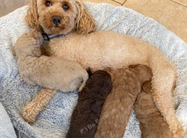 Cavapoo Puppies Intelligent And Affectionate