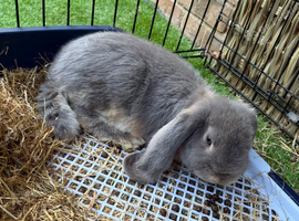 Male French Lop