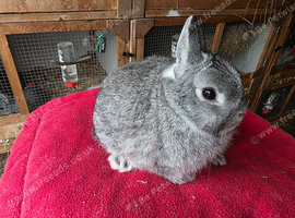 Young rabbits for sale