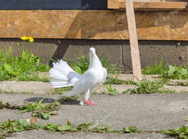 Selling Up fancy pigeons