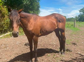 Companion/Retirement Home Needed for Thoroughbred Mare