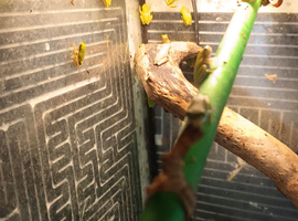 Hyla cinnerea  american green treefrog