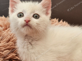 ONLY 1 WHITE KITTEN LEFT READY TO LEAVE NOW