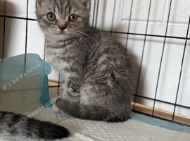Straight eared pedigree Scottish fold