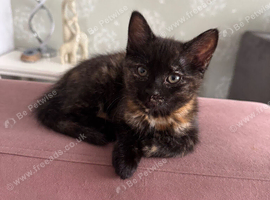 Cuddly, Friendly and Playfull Kitten