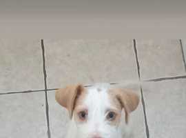 4 month old needs a new home