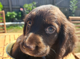 Puppies ready to leave now