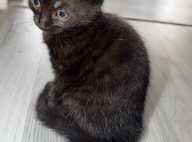 Black kittens 2 available 8 weeks old