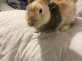Beautiful Male Rabbit Looking for a Loving Home