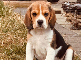 Two gorgeous beagle puppies