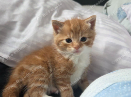 Gorgeous fluffy kittens